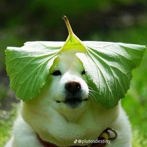 Meet your Posher, Jon